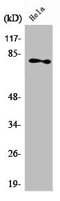 PRKCZ Antibody