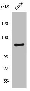 PRKD1 Antibody