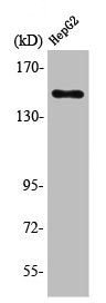 PLCB3 Antibody