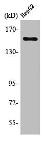PLCG1 Antibody