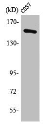 POLR3A Antibody