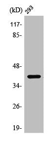 PPM1K Antibody