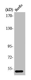 PPP2R3C Antibody