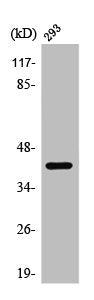 AKT1S1 Antibody