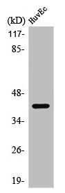 PRDM12 Antibody