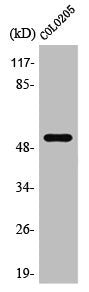 PRPF19 Antibody