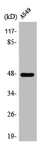 PSKH1 Antibody