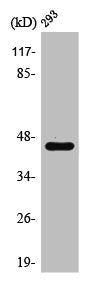 PSMD11 Antibody