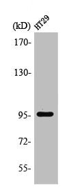 PSMD2 Antibody