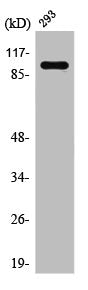 RAB3GAP1 Antibody