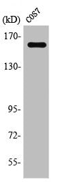 RAB3GAP2 Antibody