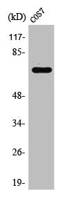 RACGAP1 Antibody