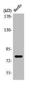 RAD17 Antibody