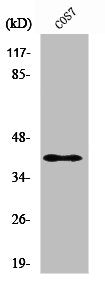 RAD51C Antibody
