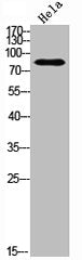 BRAF Antibody