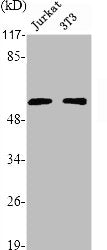 FRK Antibody