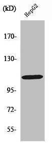 RB1 Antibody
