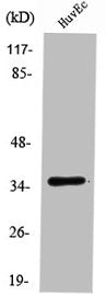 TMBIM1 Antibody