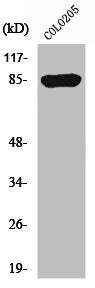CHML Antibody