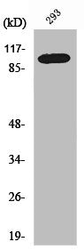 CDCA2 Antibody
