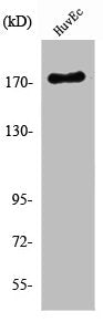 RET Antibody