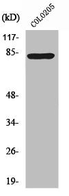 RFX3 Antibody