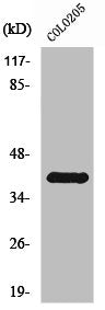 RHO Antibody