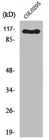 ARHGEF1 Antibody