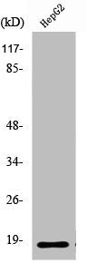 RPL12 Antibody