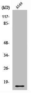 RPL28 Antibody