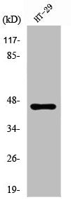 RPL3 Antibody
