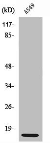 RPL30 Antibody