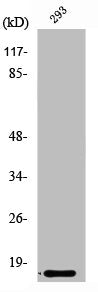 RPL35 Antibody