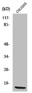 RPL36 Antibody
