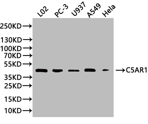 C5AR1 Antibody