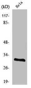 RPS2 Antibody
