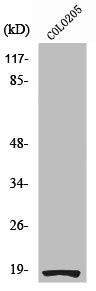 RPS27L Antibody