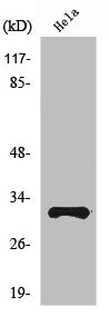 RPS6 Antibody