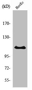 RIN3 Antibody