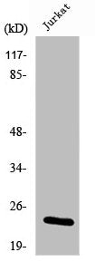 PEBP1 Antibody