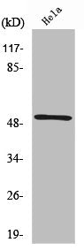 RSAD1 Antibody