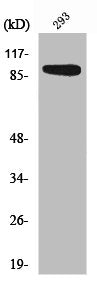RPS6KA1 Antibody