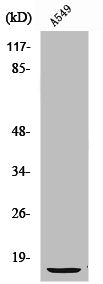 S100A1 Antibody
