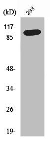 DLGAP1 Antibody