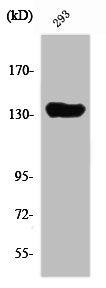 SCAF1 Antibody