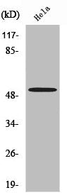 SEPT7 Antibody