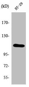 ATP2A1 Antibody