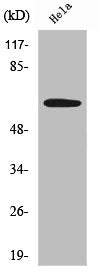 SGOL1 Antibody