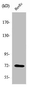 PTPN11 Antibody