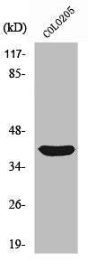 SIAH2 Antibody